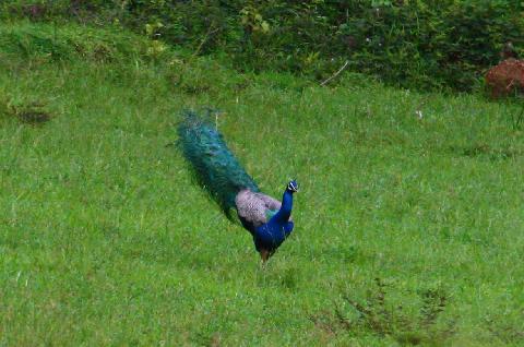 Birds in Goa - Download Goa Photos